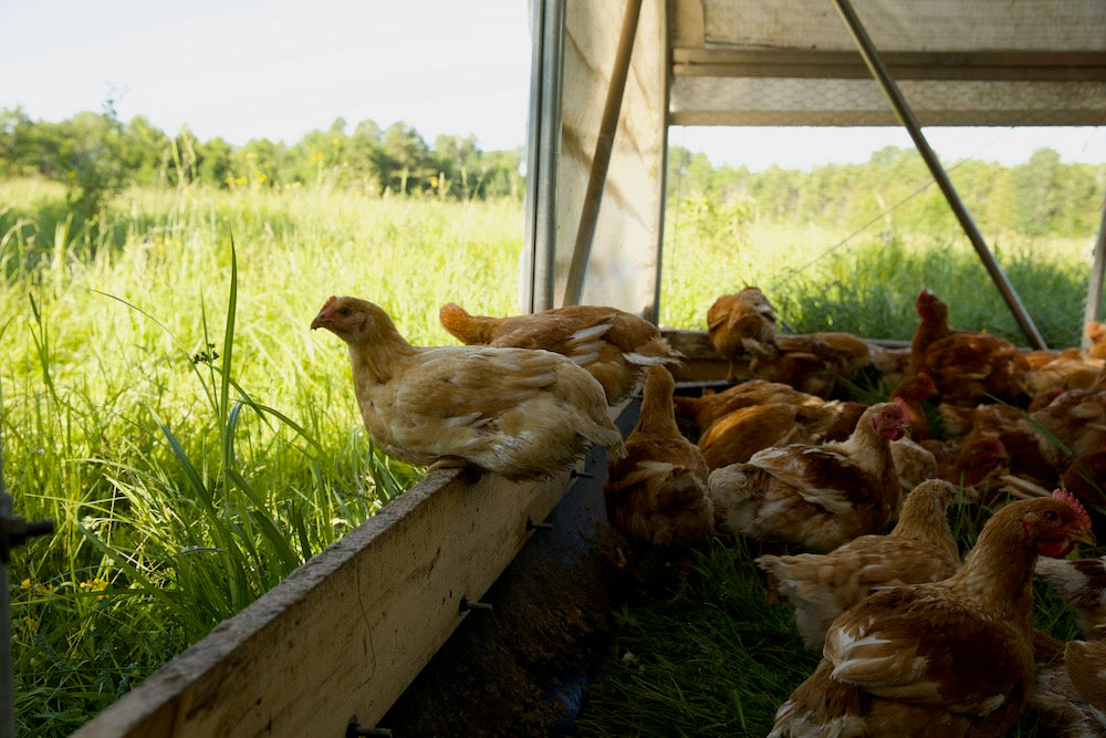 Free-Range Chicken – Family Friendly Farms