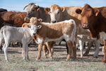 Rancho Largo in Colorado - Conservation at Work