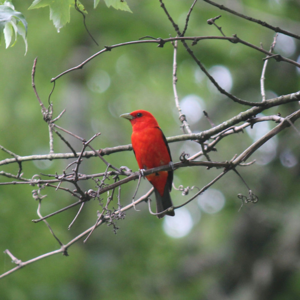 The Scarlet Tanager