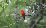 The Scarlet Tanager